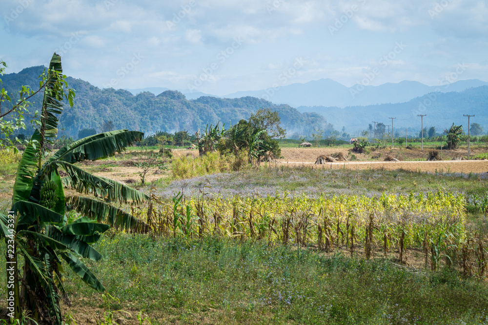 landwirtschaft in Laos