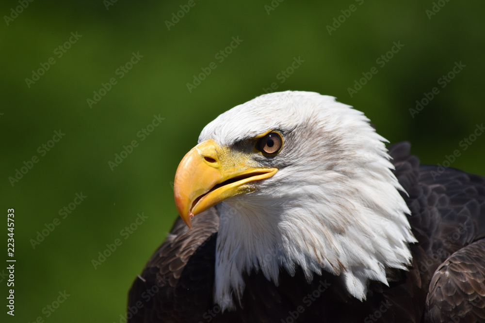 Bald eagle portrait closeup Bald eagle portrait closeup