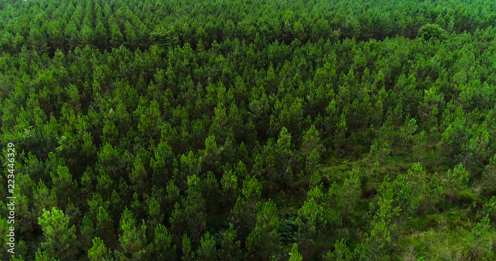 fir forest in aerial view