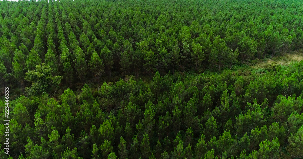 fir forest in aerial view
