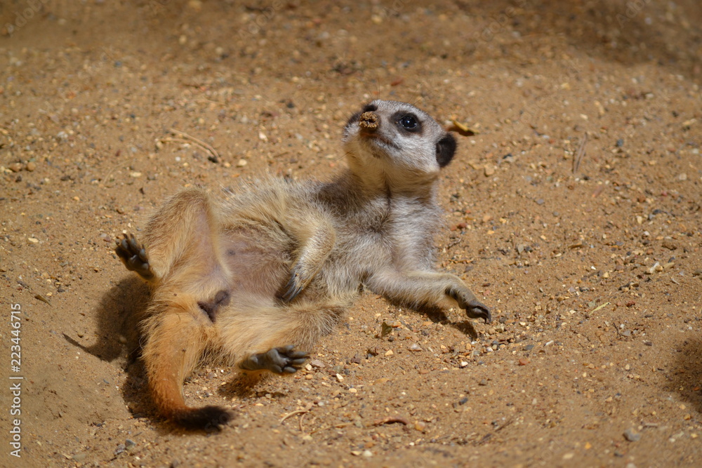 Obraz premium Meerkat Sunning 