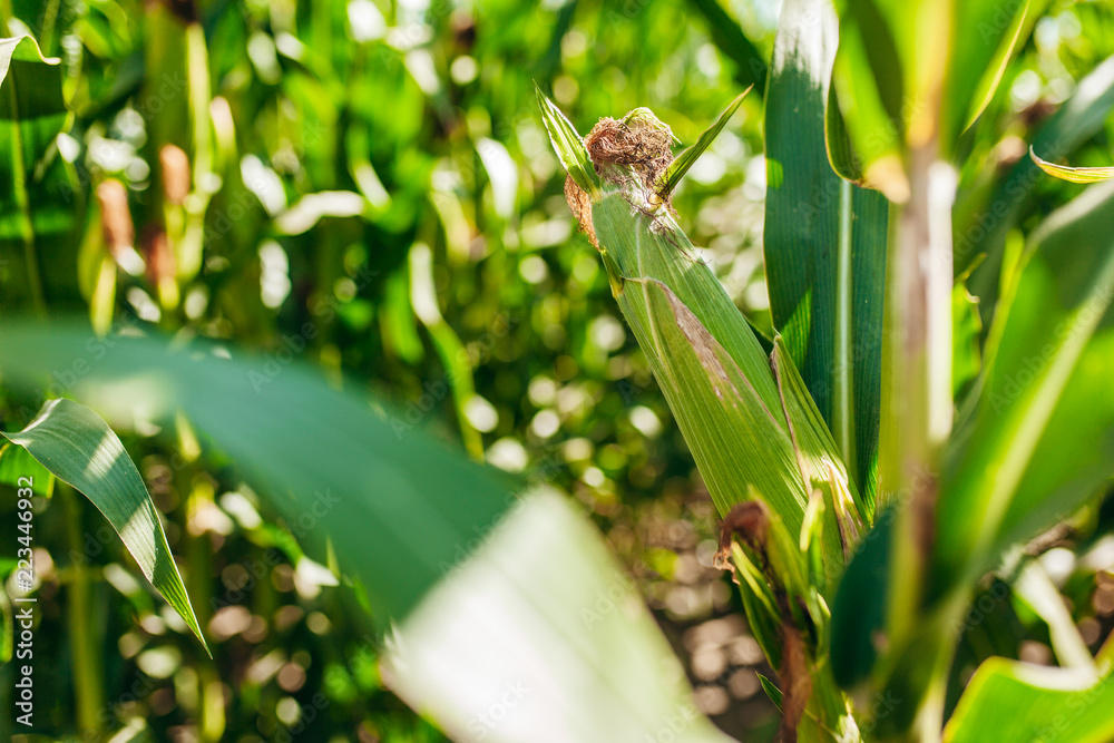 Fototapeta premium Corn field on crop plant