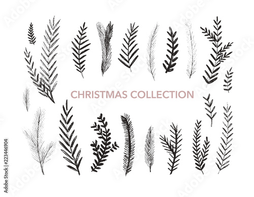Collection of hand drawn fir branches. Botanical elements. Vector elements of plants.