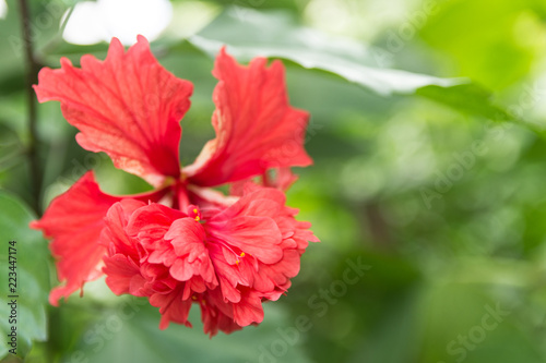 Flor roja botanica