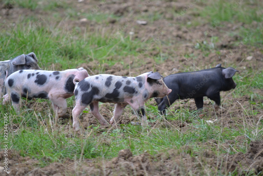 Piglet crossing Piglet crossing