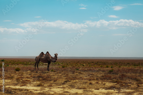 Camel in the south Kazakhstan