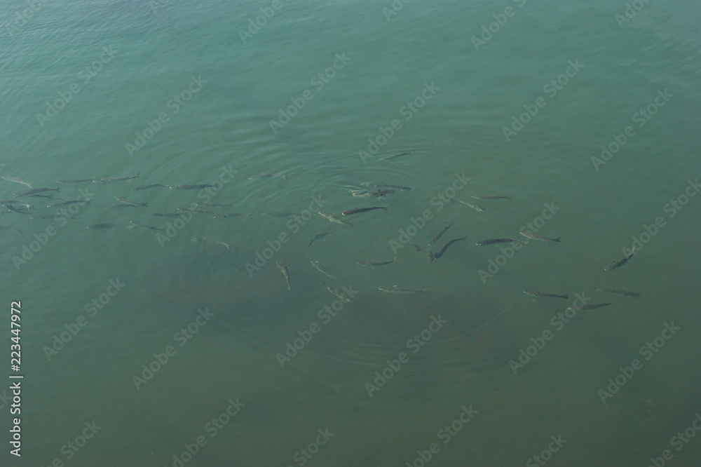 Shoal Shoal