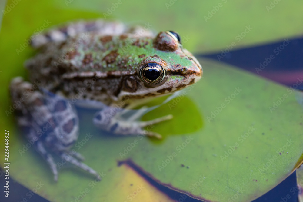 Frog close up