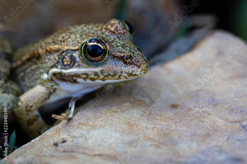 Frog close up © egemen