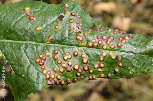 Galls on leaf of sowthistle or Sonchus oleraceus caused by midge Cystiphora sonchi photo