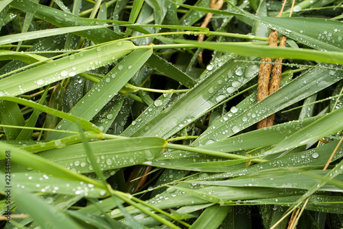 densely growing green grass with dew drops after rain © guppys