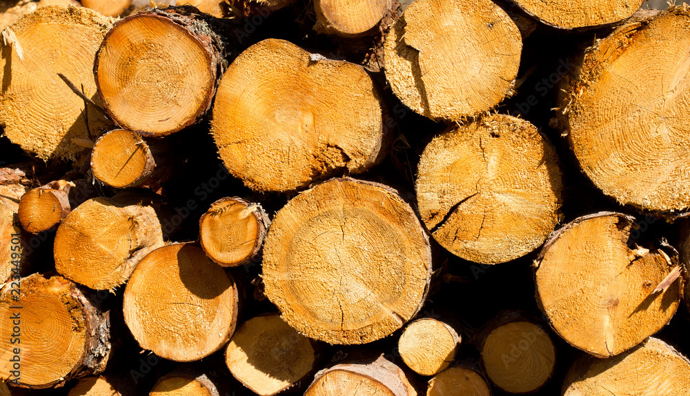 Naklejka premium Freshly cut wood