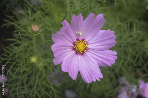 Close-up of a white crab spider on a lavender daisy with a green background in Stanley Park  Vancouver  British Columbia.