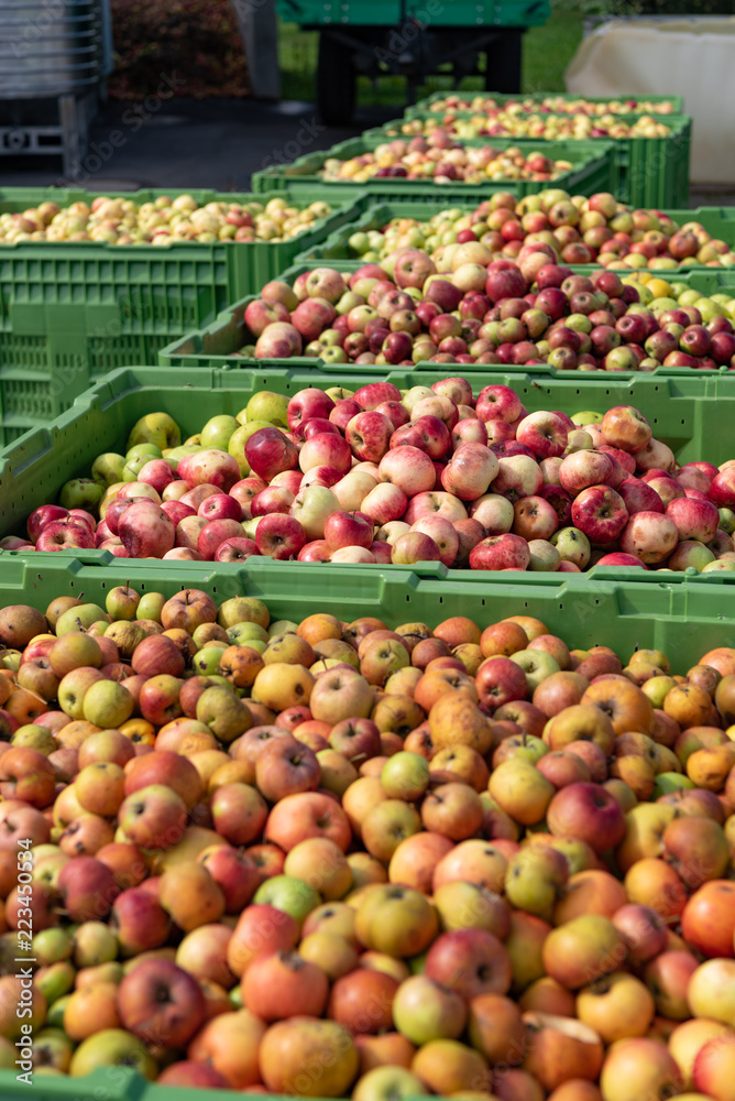 Ripe fall apples in a container