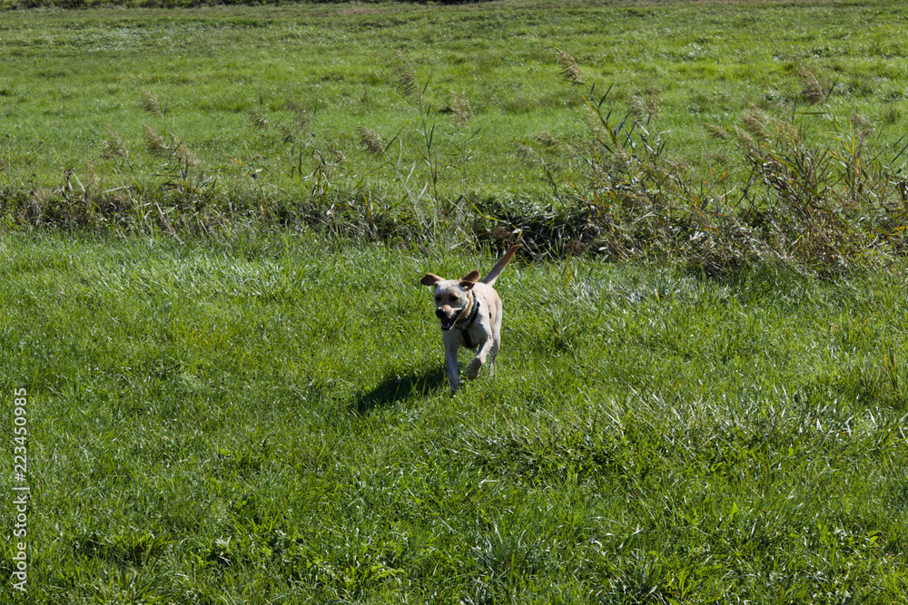 hund dog hund dog