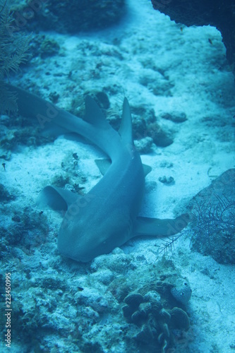 Unedited nurse shark underwater on a coral reef in Little Cayman, Caribbean