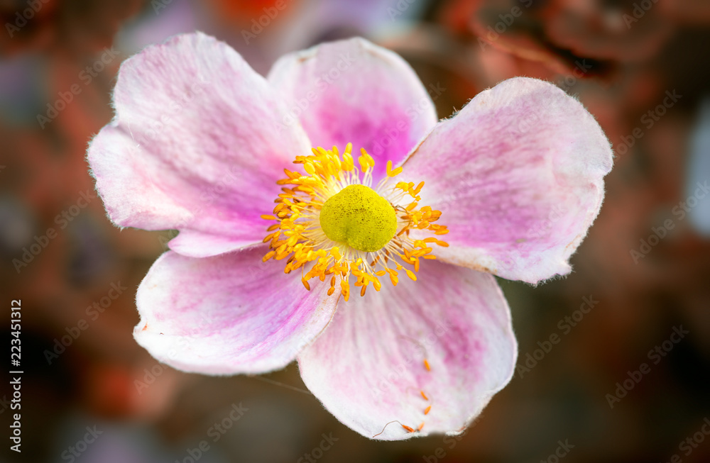 Anemone Anemone