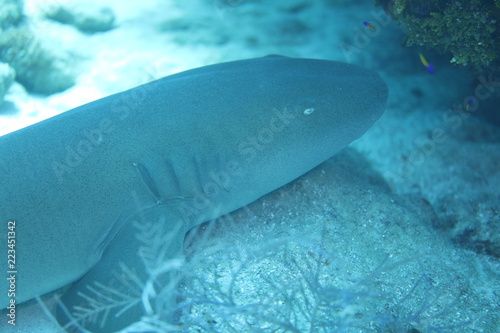 Unedited nurse shark underwater on a coral reef in Little Cayman  Caribbean