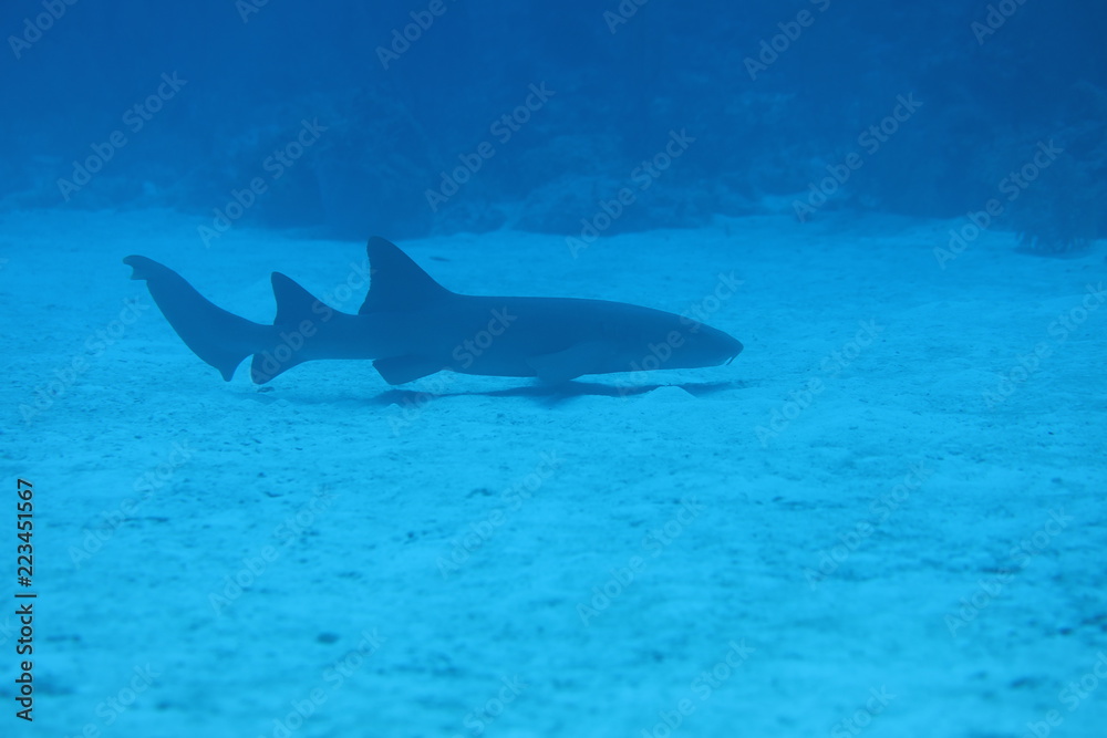 Fototapeta premium Unedited nurse shark underwater on a coral reef in Little Cayman, Caribbean