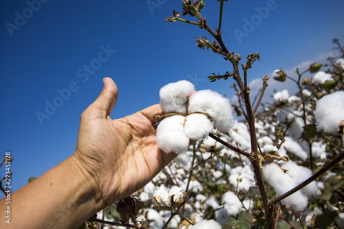 Cotton field