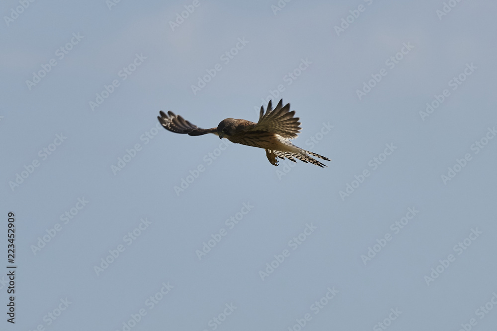 Turmfalke im Flug von schräg vorne Turmfalke im Flug von schräg vorne