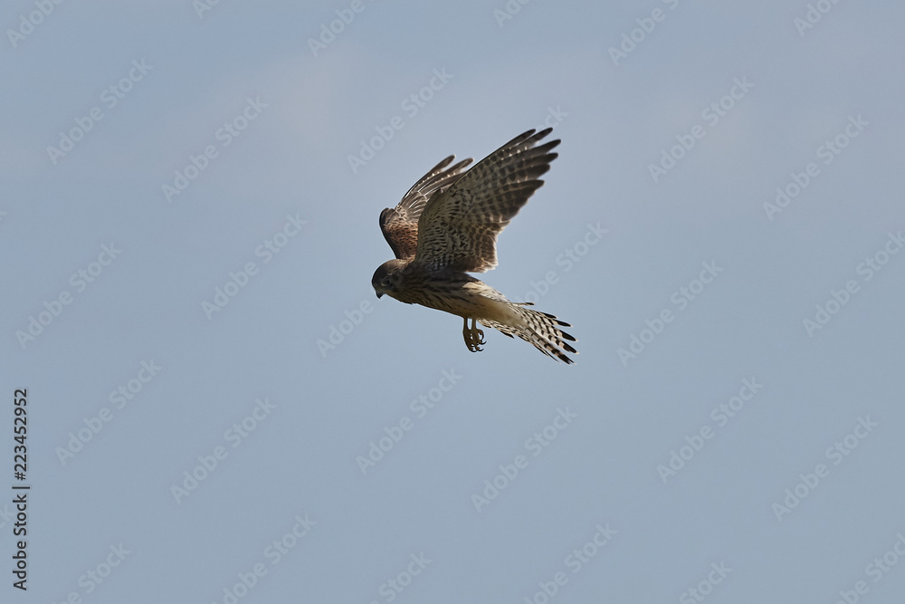 Fototapeta premium Turmfalke im Rüttelflug von der Seite mit abgespreizten Fängen