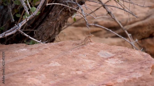 Lizard sitting on a stone by lake powell and suttenly moving photo