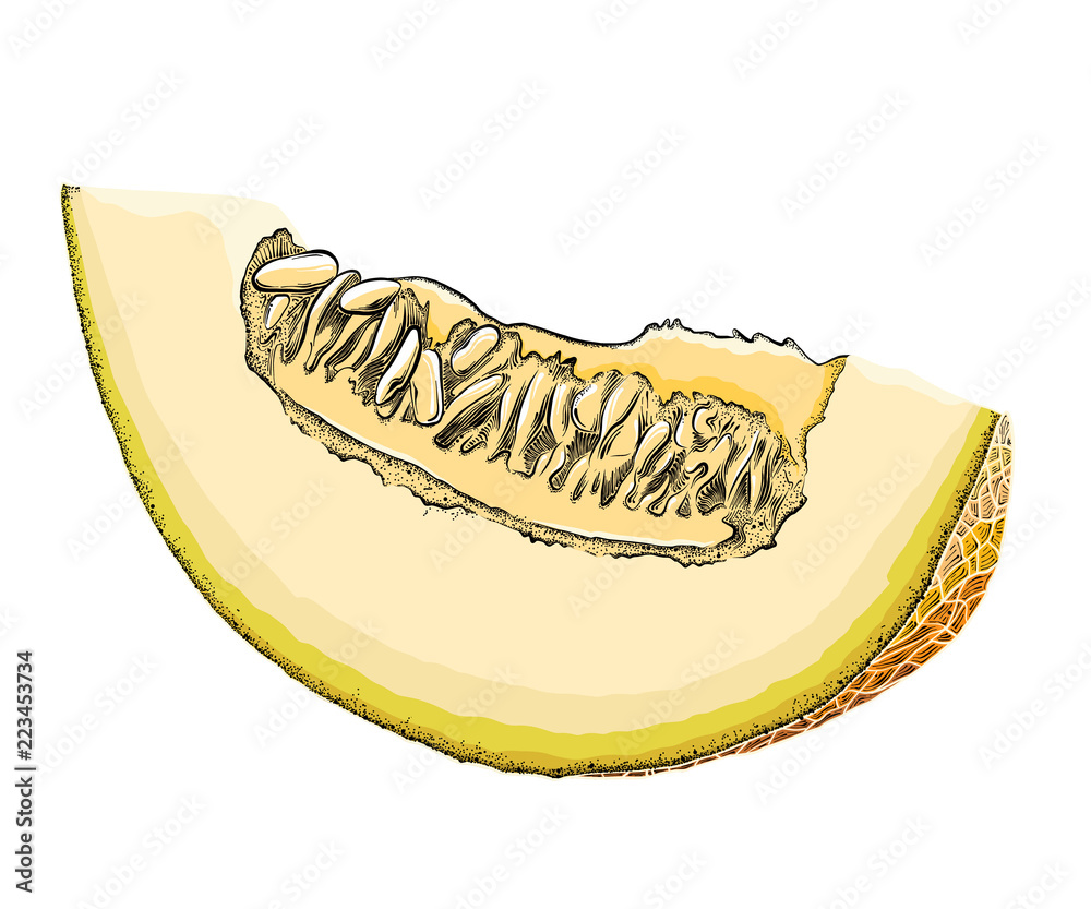 A hand-drawn sketch of a cut Melon in color, isolated on a white background. Detailed drawing in the style of harvest. Vector illustration