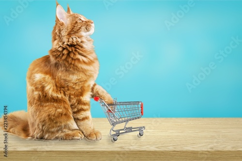 Cute red cat with shopping cart at shop