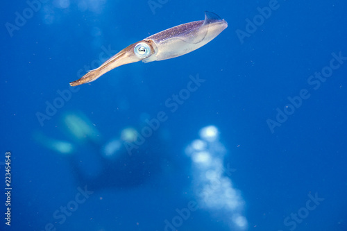 Beautiful colorful Caribbean Reef Squid from Little Cayman underwater while scuba diving