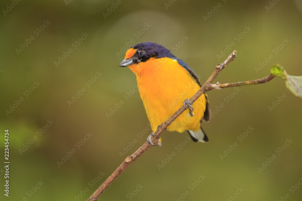 Violaceous Euphonia