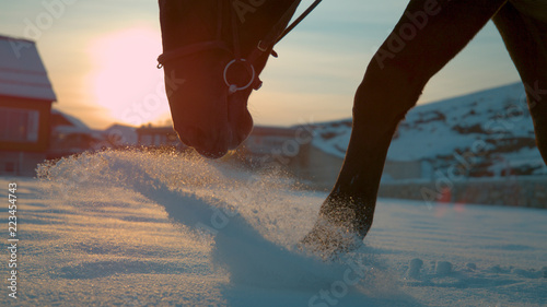 CLOSE UP: Horse walking trough fresh snow blanket at winter sunrise photo