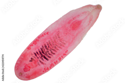 Liver fluke(Parasitic flatworm) of cattle and other grazing animals. photo