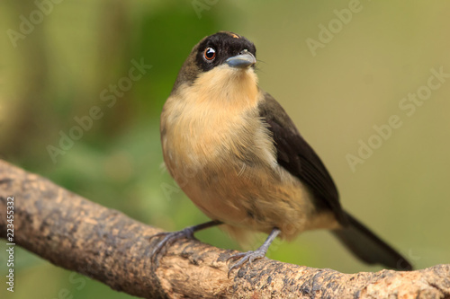 Black-goggled Tanager