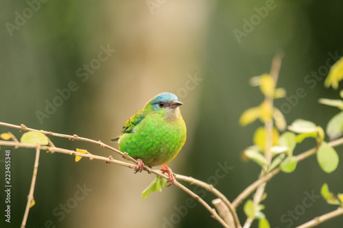 Blue Dacnis
