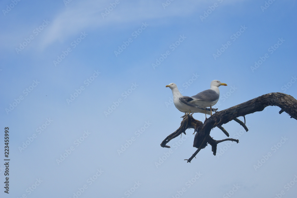 Two seagull birds looking opposite directions on a branch with a backdrop of clear blue sky. Two seagull birds looking opposite directions on a branch with a backdrop of clear blue sky.