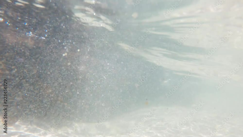 Close up, African Penguin swims off coast