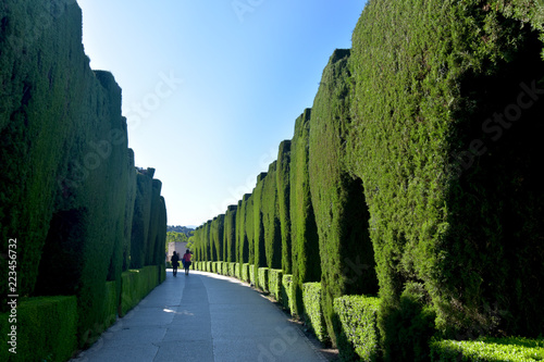 Tall green sculpted tree and bush lined walking path through ancient historical gardens