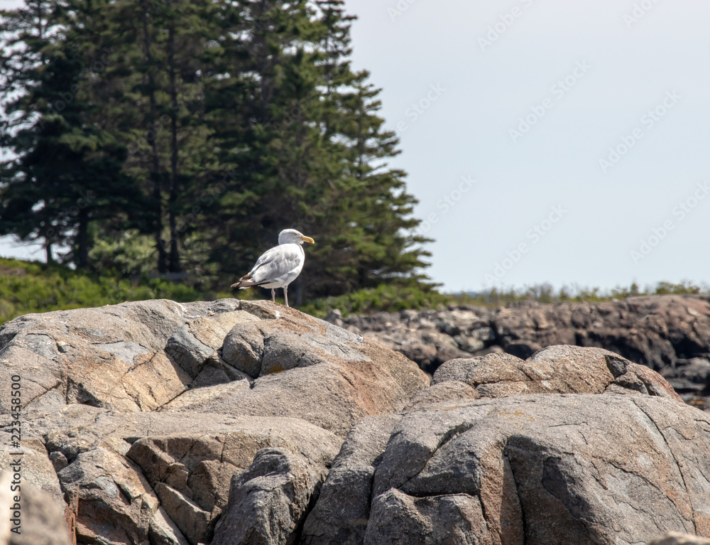 Seagull looking out into the ocean Seagull looking out into the ocean
