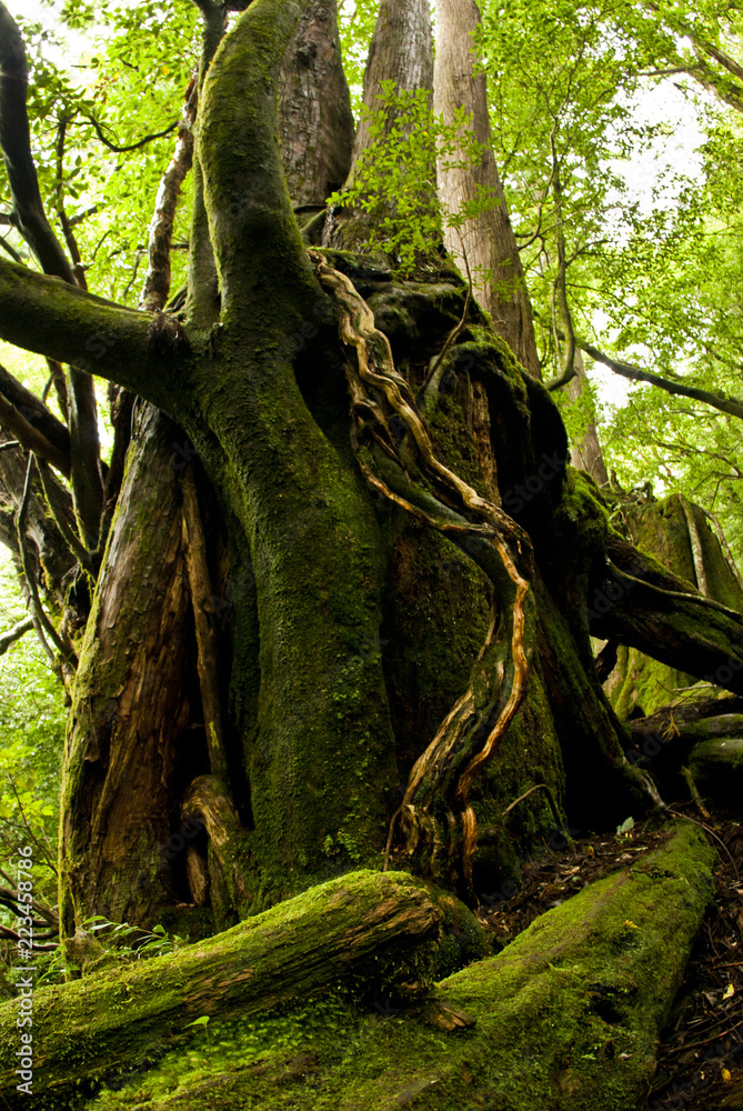 Obraz premium Yakushi growing up in Yakushima is said to grow huge in a special environment.Yakushima is a world heritage in Japan.