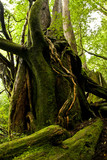 Yakushi growing up in Yakushima is said to grow huge in a special environment.Yakushima is a world heritage in Japan.