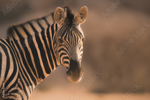 Staring zebra