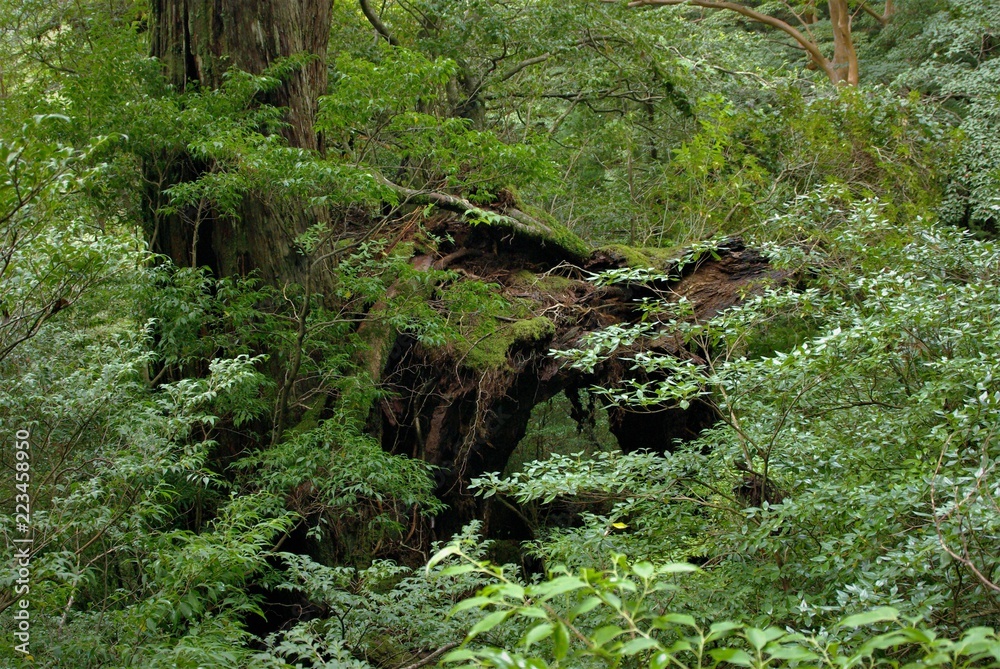 Yakushi growing up in Yakushima is said to grow huge in a special environment.Yakushima is a world heritage in Japan. Yakushi growing up in Yakushima is said to grow huge in a special environment.Yakushima is a world heritage in Japan.