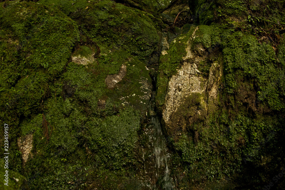 Yakushi growing up in Yakushima is said to grow huge in a special environment.Yakushima is a world heritage in Japan. Yakushi growing up in Yakushima is said to grow huge in a special environment.Yakushima is a world heritage in Japan.