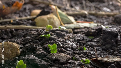Season change time lapse winter snow melts and seeds begin to grow new life from the spring soil.
