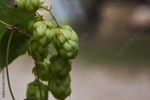 Hop cones in the hop garden, close-up. Green fresh hop cones for making beer and bread, agricultural background