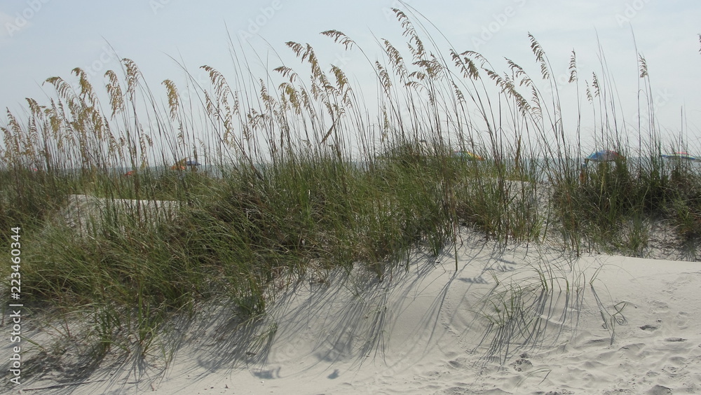 cloudy day for beach grass cloudy day for beach grass
