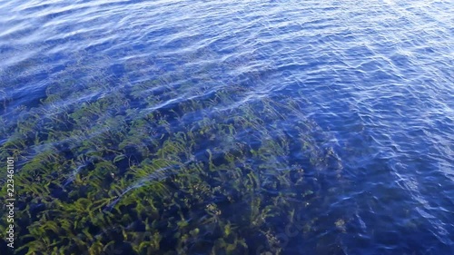 walking over clear water lake with hydrilla reaching to surface. photo