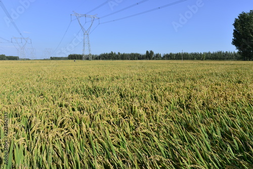 Mature rice in the field