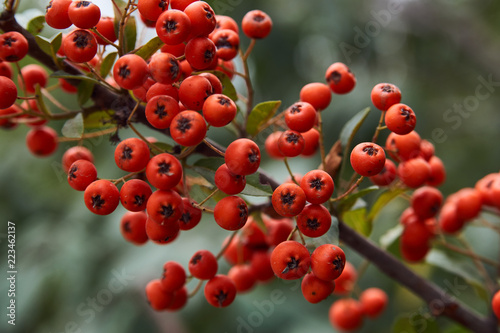 Branch of red sea buckthorn berries with leaves